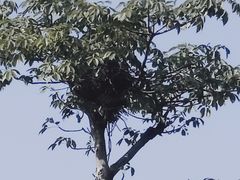 -芒洲湿地公园