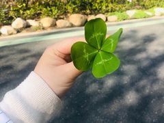 -合肥滨湖国家森林公园