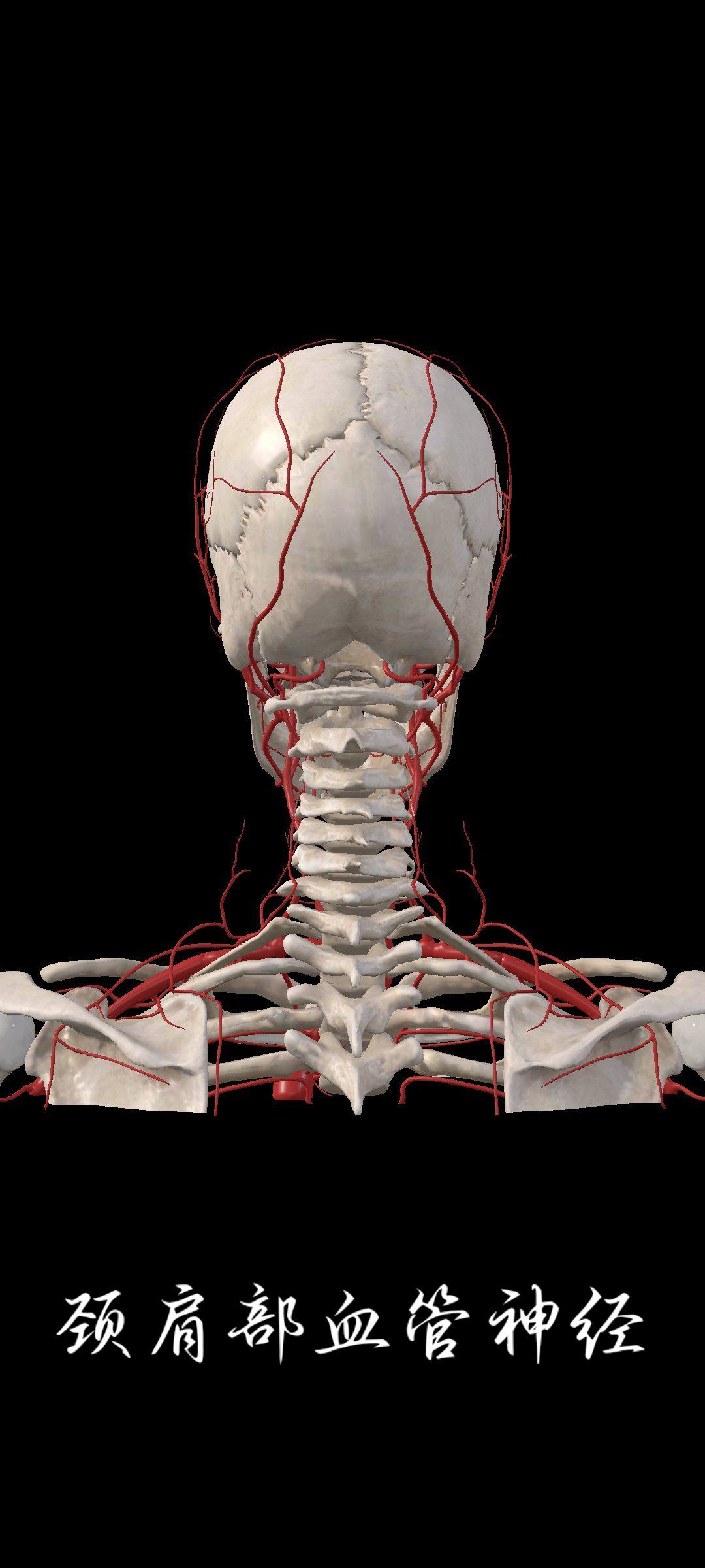 颈肩部血管神经分布