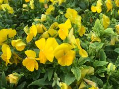 -中央广播电视总台(光华路办公区)