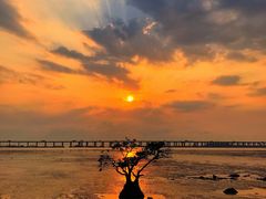 -宝安西湾红树林湿地公园