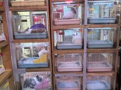 -宠物兔专门店(天丰利市场店)