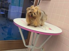 -FAELING PETS美天灵宠物(富力广场店)