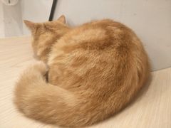 -飞行喵MR PILOT|猫舍·猫咖(静安大融城店)