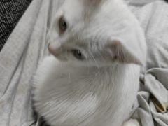 -佳雯宠物医院(四明中路分院)