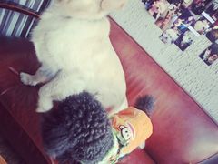 iphone_upload_pic-百好乐宠物友好餐厅(朝外大街店)