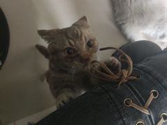 -平行世界·猫咖(首经贸店)