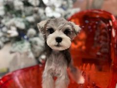 -FAELING PETS美天灵宠物(合生汇店)