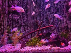 -上海海洋水族馆