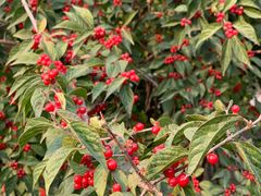 -永定河休闲森林公园