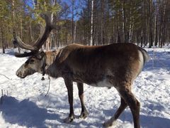 -北极村旅游风景区