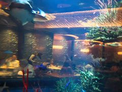 -迪拜帆船酒店海底餐厅