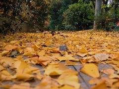 -三圣花乡旅游区