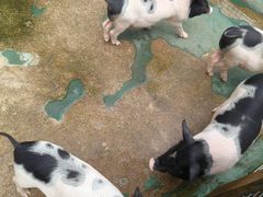 -栾川竹海野生动物园