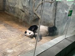 -深圳野生动物园