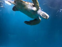 -青岛海底世界-水族馆