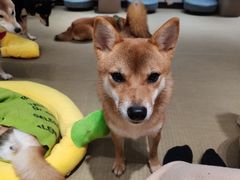 -逗柴咖啡屋·狗咖猫咖宠物桌游