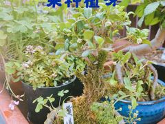 -中环花鸟鱼虫市场