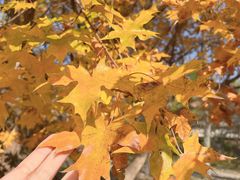 -长白岛森林公园