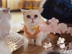 -喵八撸猫馆