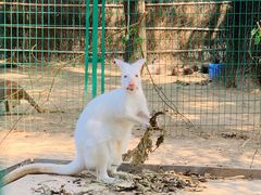 -北京野生动物园