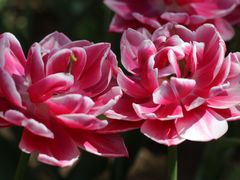 -北京国际鲜花港