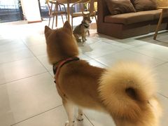 -柴务处·柴犬主题狗咖