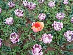 -廊坊文化艺术中心