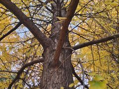 -千年银杏谷文化旅游区