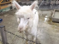 -上海大自然野生昆虫馆(东方明珠·爬宠昆虫探索中心)