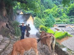 -杨家堂村