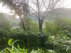 -梧桐庄园