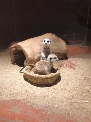 -酷嗒动物文化乐园(cutezoo西溪乐天城店)