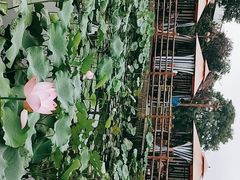 -马帮寨院坝火锅(龙港公园店)
