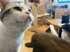 -有喵·猫咖·狗咖·30几只猫10只小狗(岗厦店)