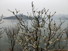 -望湖烤鱼