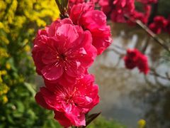 -南汇桃花村