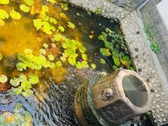 -慢丽江·云南野生菌土鸡锅(西山店)