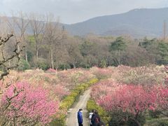 -紫金山山顶公园