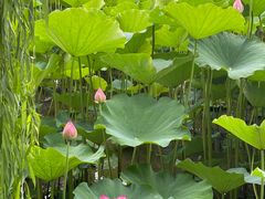 -莲花池公园