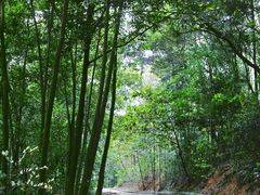 -南宁良凤江国家森林公园