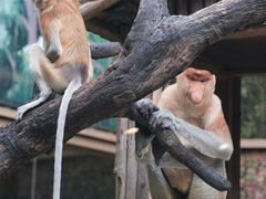 -广州长隆野生动物世界