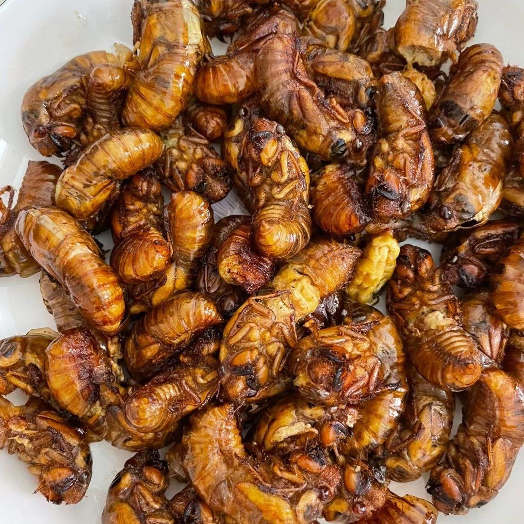 油炸金蝉,有人爱吃这个吗?