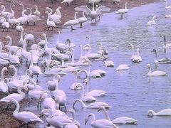 -烟墩角天鹅湖