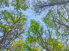 -羊亭河湿地公园