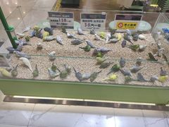 -凯德MALL(望京店)