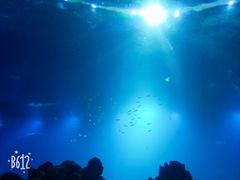 -海棠湾洲际-涛·海底餐厅·美人鱼·自助餐·海底隧道