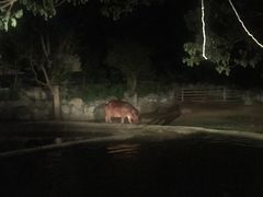 -清迈夜间动物园