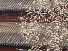 -长春观
