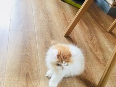 -猫的茶·猫咖